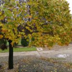 xperia-x-compact-kamera-tech2-2