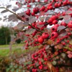 xperia-x-compact-kamera-tech2-4