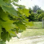 Vernee Thor E kamera (3)