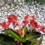 Vernee Thor E kamera (4)