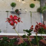 Xiaomi Mi 5c kamera _10