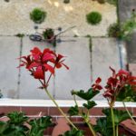 Xiaomi Mi 5c kamera _10 HDR