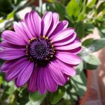 Xiaomi Mi 5c kamera _7 HDR