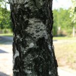 OnePlus 5 kamera (11)