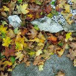 Xiaomi Mi A1 kamera _5