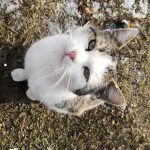 Mate 10 Pro AI kamera (2)