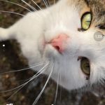 Mate 10 Pro AI kamera (3)