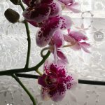 Mate 10 Pro AI kamera (4)