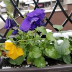 OnePlus 5T kamera _10