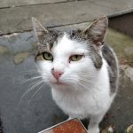 OnePlus 5T kamera _3