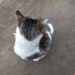 OnePlus 5T kamera _8