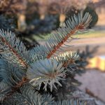 pixel 2 portré _1_kamera