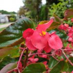 Xiaomi Black Shark kamera (1)