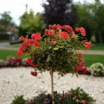 Xiaomi Black Shark kamera (7)