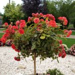 Xiaomi Black Shark kamera (8)