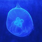 Xiaomi Mi A2 Lite kamera (5)