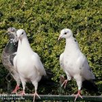 P30 Pro kamera _15-comp